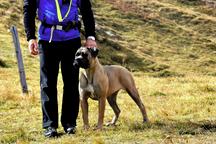 Formentino pupies Cane Corso with FCI pedigree - Italian Corso Dog (343) Formentino pupies Cane Corso with FCI pedigree - Italian Corso Dog (343)