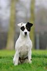 Parson Russell Terrier puppies for sale - Parson Russell Terrier (339)