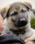 German Shepherd Dog puppies for sale - German Shepherd Dog (166)