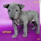 Thai ridgeback dog – blue puppies  with FCI pedigree. - Thai Ridgeback Dog (338)