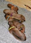 Rhodesian Ridgeback puppies - Rhodesian Ridgeback (146)