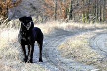 Blue, black Cane Corso puppies with pedigree - Italian Corso Dog (343) Blue, black Cane Corso puppies with pedigree - Italian Corso Dog (343)