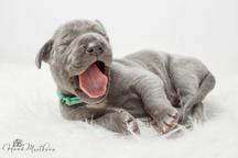 Great Dane Puppies - Great Dane (235)