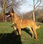 Malinois puppy - Belgian Shepherd Dog (015)