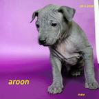 Thai ridgeback dog – blue puppies  with FCI pedigree. - Thai Ridgeback Dog (338)