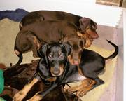 Dobermann puppies, FCI pedigree, 3 month old - Dobermann (143)