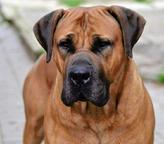 Alba Malum - Boerboel