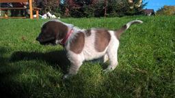 Spinone italiano - puppies for sale - Italian Wire-Haired Pointing Dog - Spinone (165)