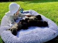 Cane Corso puppies black, brindle and blue - Italian Corso Dog (343)