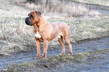 Formentino pupies Cane Corso with pedigree - Italian Corso Dog (343)