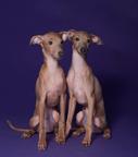 Italian greyhound puppies - Italian Greyhound (200)