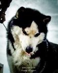 Siberian Husky puppies reservations - Siberian Husky (270)