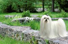 Luxury maltese puppies - Malteser (065)