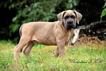 Formentino pupies Cane Corso with FCI pedigree - Italian Corso Dog (343)