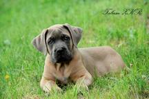 Formentino pupies Cane Corso with FCI pedigree - Italian Corso Dog (343) Formentino pupies Cane Corso with FCI pedigree - Italian Corso Dog (343)