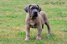 Formentino pupies Cane Corso with FCI pedigree - Italian Corso Dog (343) Formentino pupies Cane Corso with FCI pedigree - Italian Corso Dog (343)