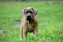 Formentino pupies Cane Corso with FCI pedigree - Italian Corso Dog (343) Formentino pupies Cane Corso with FCI pedigree - Italian Corso Dog (343)