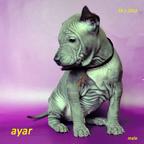 Thai ridgeback dog – blue puppies  with FCI pedigree. - Thai Ridgeback Dog (338)