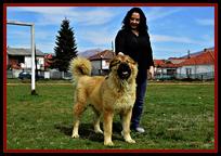 Caucasian shepherd puppy female - Caucasian Shepherd Dog (328)