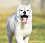 Siberian Husky from health &amp;amp; champion parents - Siberian Husky (270)