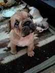Buldog francuski szczeniaki,French Bulldog, Francouzský buldoček štěně - French Bulldog (101)