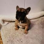 Buldog francuski szczeniaki,French Bulldog, Francouzský buldoček štěně - French Bulldog (101) Buldog francuski szczeniaki,French Bulldog, Francouzský buldoček štěně - French Bulldog (101)