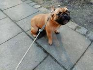 Buldog francuski szczeniaki,French Bulldog, Francouzský buldoček štěně - French Bulldog (101) Buldog francuski szczeniaki,French Bulldog, Francouzský buldoček štěně - French Bulldog (101)