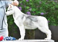 Siberian Husky from health &amp; champion parents - Siberian Husky (270)