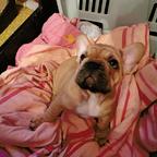 Buldog francuski szczeniaki,French Bulldog, Francouzský buldoček štěně - French Bulldog (101) Buldog francuski szczeniaki,French Bulldog, Francouzský buldoček štěně - French Bulldog (101)