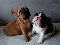Buldog francuski szczeniaki,French Bulldog, Francouzský buldoček štěně - French Bulldog (101) Buldog francuski szczeniaki,French Bulldog, Francouzský buldoček štěně - French Bulldog (101)