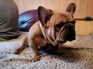 Buldog francuski szczeniaki,French Bulldog, Francouzský buldoček štěně - French Bulldog (101) Buldog francuski szczeniaki,French Bulldog, Francouzský buldoček štěně - French Bulldog (101)