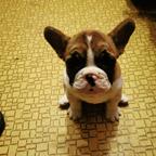 Buldog francuski szczeniaki,French Bulldog, Francouzský buldoček štěně - French Bulldog (101) Buldog francuski szczeniaki,French Bulldog, Francouzský buldoček štěně - French Bulldog (101)