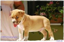 Show quality puppies for sale - American Staffordshire Terrier  - American Staffordshire Terrier (286)