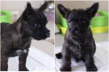 Cairn Terriers for sale - Cairn Terrier (004)