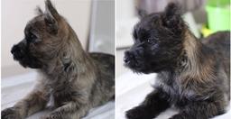 Cairn Terriers for sale - Cairn Terrier (004)