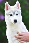 Siberian Husky from health &amp;amp; champion parents - Siberian Husky (270)