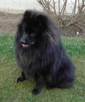 Grossspitz - Giant German Spitz puppies for sale - German Spitz (097)