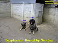Sarplaninac Kennel by Nebojsa FCI (16/03 - 4302) - Yugoslavian Shepherd Dog (Sharplanina) (041)