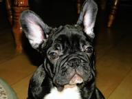 fr.bulldog pupppies  - French Bulldog (101)