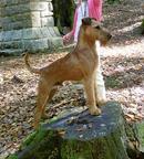 Irský teriér - štěňata s PP - Irish Terrier (139) Irský teriér - štěňata s PP - Irish Terrier (139)