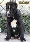 Big Central asian shepherd dog - Central Asian Shepherd Dog (335)