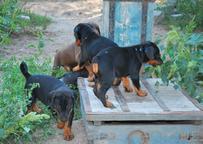 Quality Akc Registered Male And Female Tea Cup Yorkshire Terrier Puppies. - Yorkshire Terrier (086) Quality Akc Registered Male And Female Tea Cup Yorkshire Terrier Puppies. - Yorkshire Terrier (086)