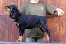 Gordonsetter puppies male available! - Gordon Setter (006)