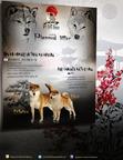 Shiba inu puppy - Shiba Inu (257)