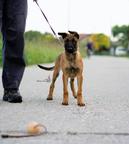 Malinois puppy - Belgian Shepherd Dog (015)