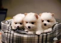 Pomeranian Puppies - Pomeranian