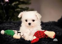 Maltese Puppies - Maltese (065)