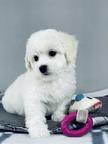 Bichon Frise puppies - Bichon Frisé (215)