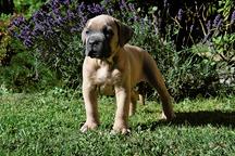 Formentino pupies Cane Corso with pedigree - Italian Corso Dog (343)