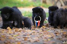 Grossspitz - Giant German Spitz Black puppies for sale - pedigree FCI - German Spitz (097)